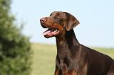 DOBERMANN 1087